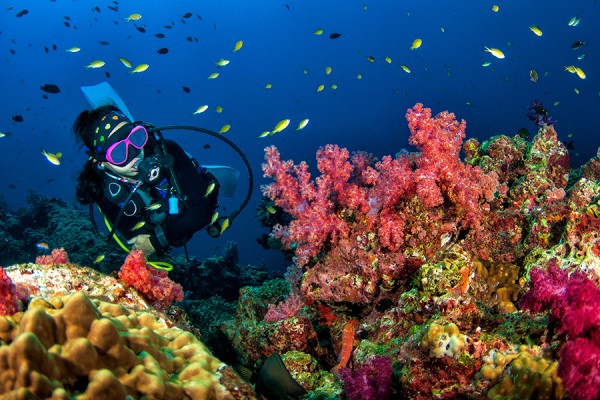 Andaman Scuba Diving Special